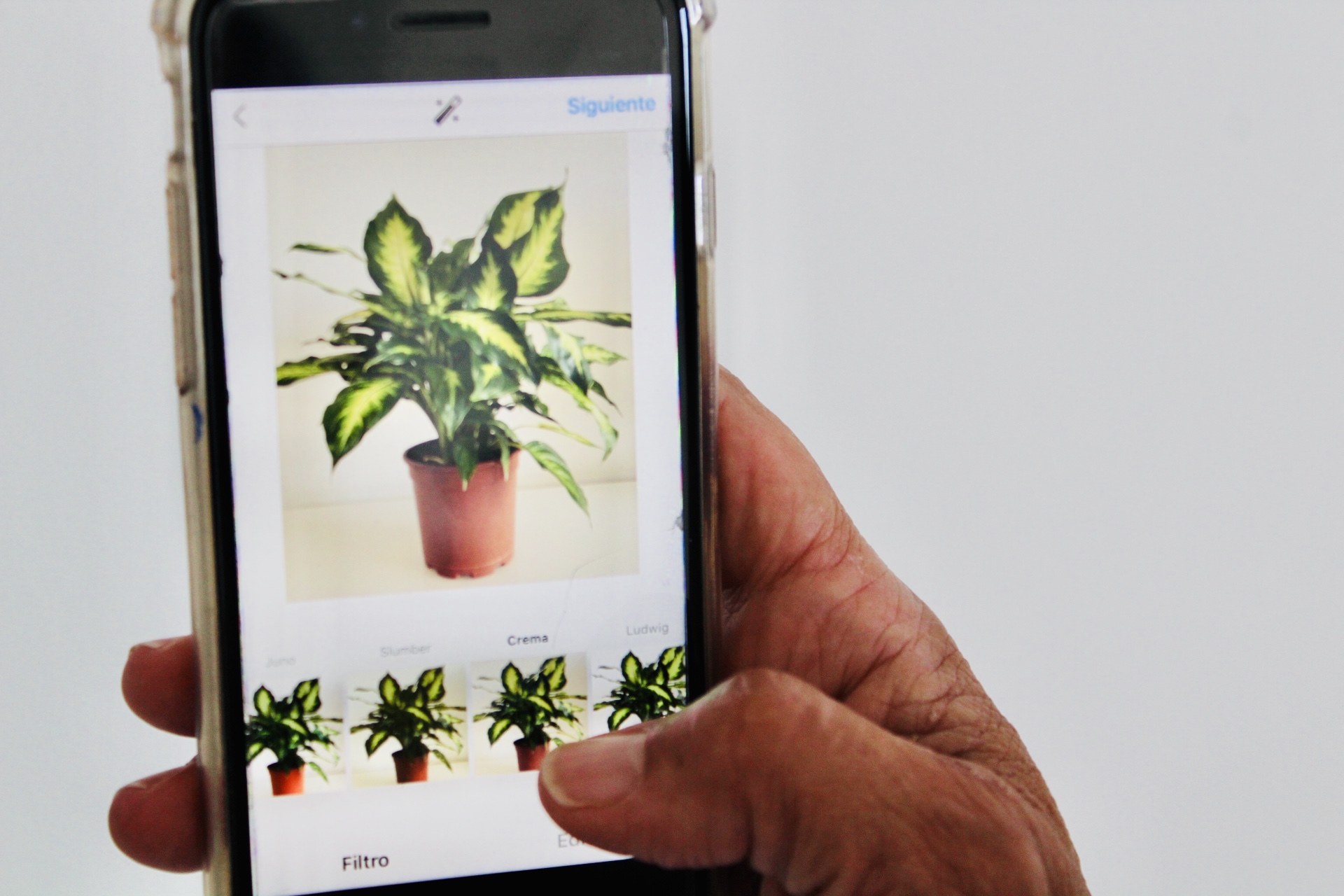 Ejemplo de como tomar de una foto de una planta para Instagram y luego aplicarle filtros.