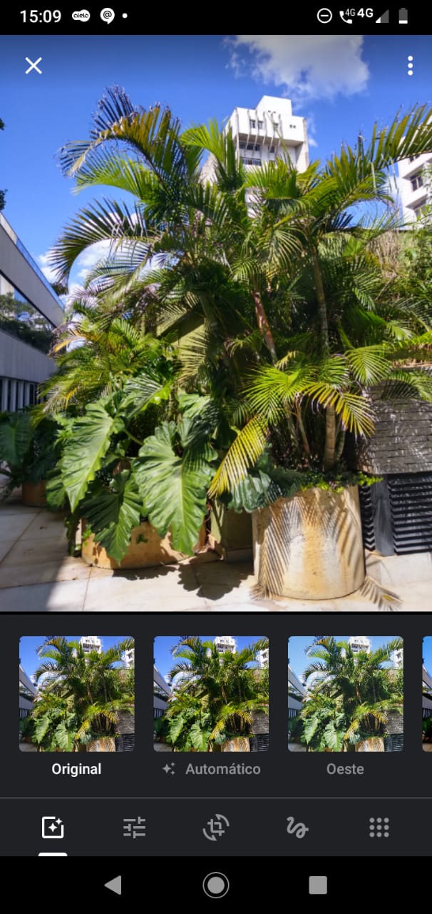 Google Fotos, la foto de una palmera siendo editada