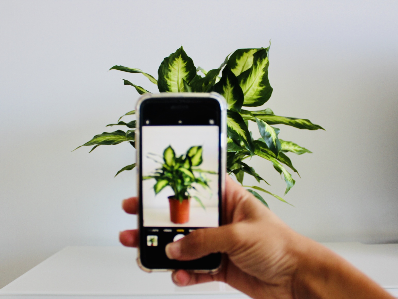 Foto para Instagram de una planta desde un smartphone aplicando los mejores consejos de fotografía.